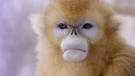 Download Planet der affen lustig Desktop Wallpaper