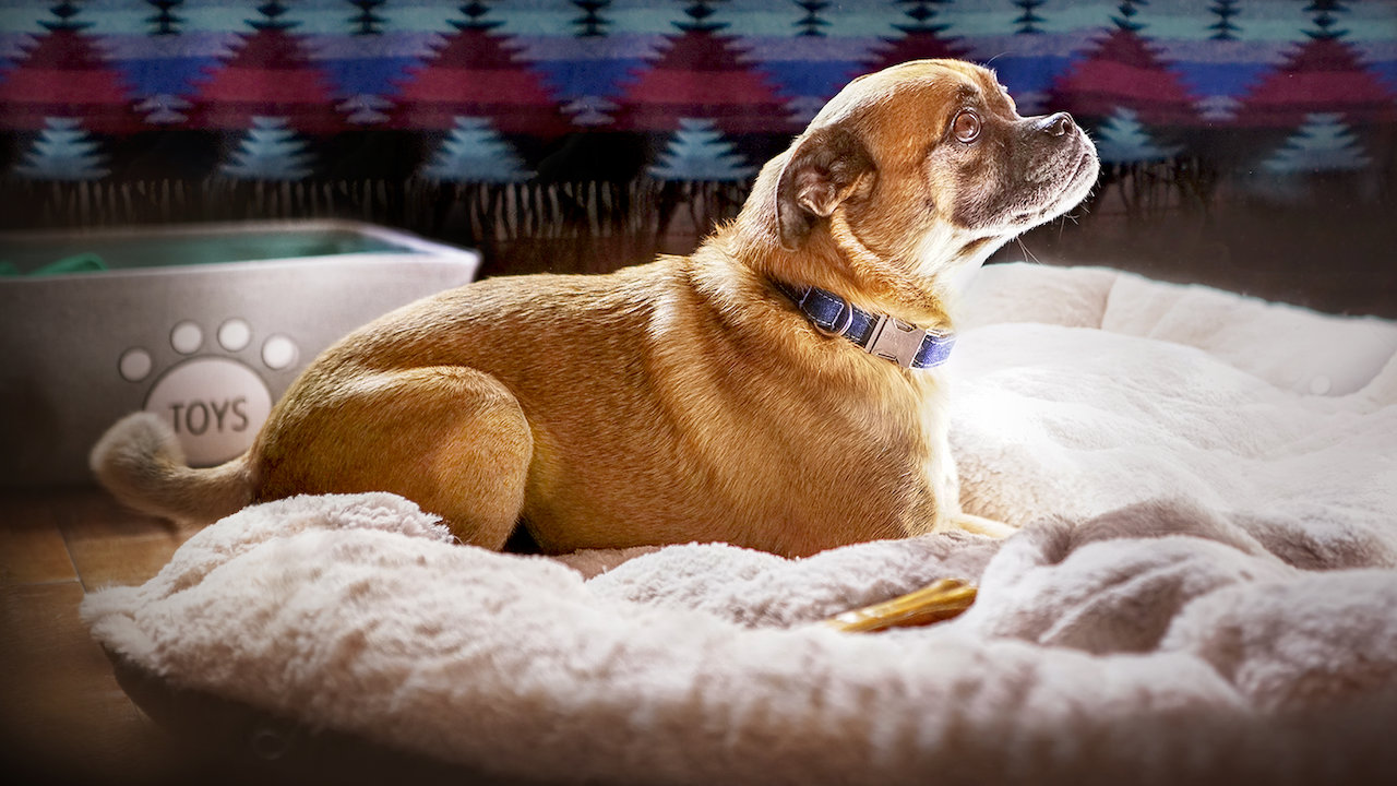 netflix shows for dogs