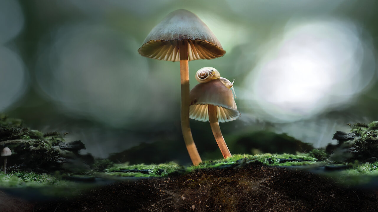 Fantastic Fungi Netflix Fantastic Fungi Netflix